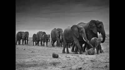 A photography exhibition about tuskers in Bengaluru