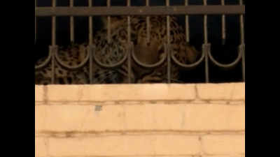 Leopard strays into densely populated colony in Haryana's Palwal