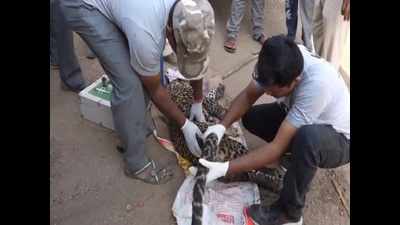 Maharashtra: Leopard stuck in 'jaw trap' rescued in Ahmednagar