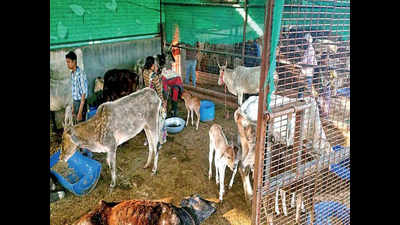 Greater Noida cow shelter overcrowded with strays, 200 die in two months