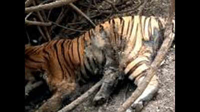Tiger that trekked from MP to Gujarat died of starvation: Post-mortem report