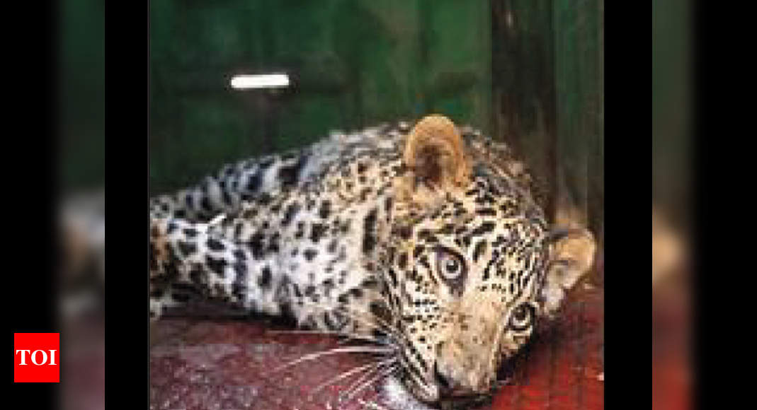 Leopard Freed From Poachers Metal Trap Navi Mumbai News Times Of India