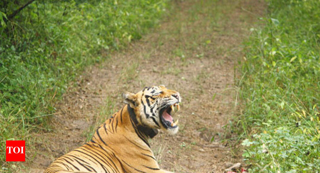 A gender skew threatens future of tigers in Sariska Jaipur News