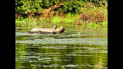 Rhino count up to 39 from 32 in 2017 in Dudhwa