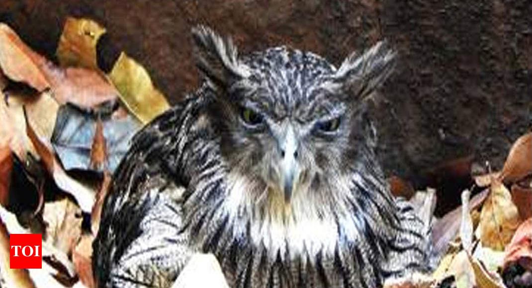 Sacrificed For Sorcery Brown Fish Owl Population Waning