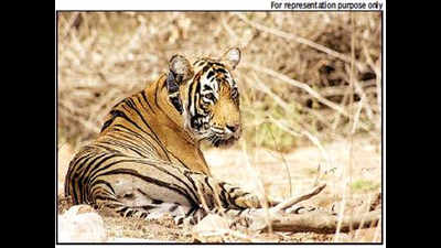 HC notice to Centre, Rajasthan government over poor conservation of Sariska tigers