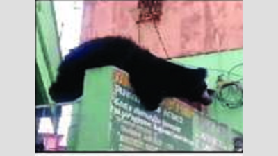 Sloth bear captured in Ooty, released in wild