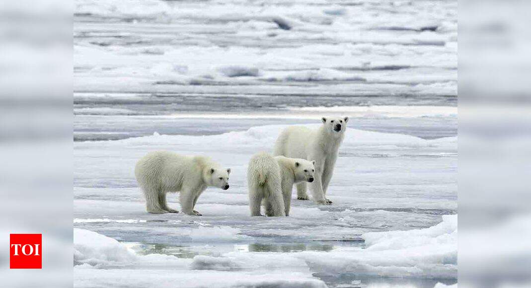 Mohan Thomas: A wild time hunting bears