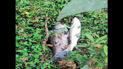 Morning walkers find dead fish in hyacinth-covered Botanic lakes