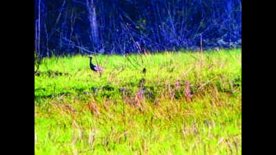 First Bengal florican sighted in Dudhwa this year