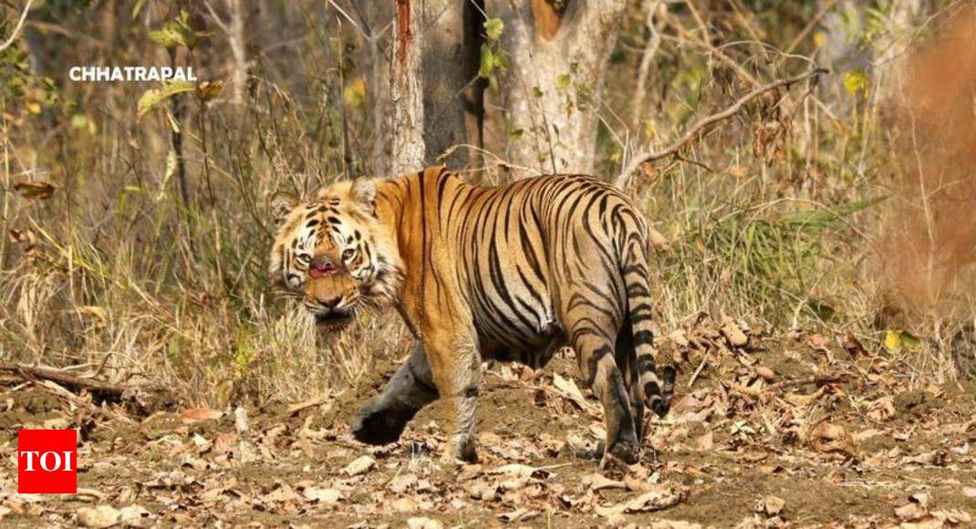 To treat or not to treat: Conservationists’ dilemma over injured tiger ...