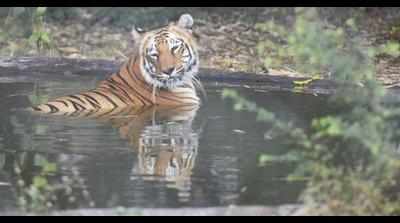 Tigress capture messed up in Tipeshwar Sanctuary