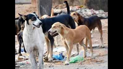 Canine terror back in Sitapur, boy mauled to death