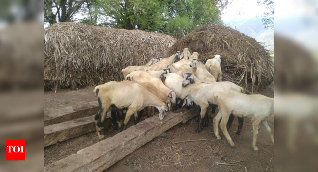 24 goats die as they eat poisonous plants Salem News
