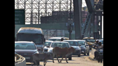 Bulls’ day out: Bovine intervention holds up traffic on Maa flyover