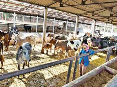 Mohali DC takes suo motu cognizance of cattle deaths | Chandigarh News - Times of India Mohali DC takes suo motu cognizance of cattle deaths | Chandigarh News - Times of India