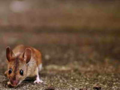 Alcoholism successfully reversed in mice: Experts