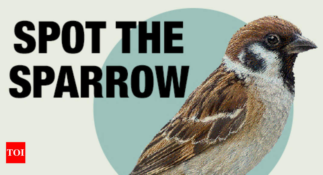 World Sparrow Day 2019: Will sparrows return to our home again? | India News - Times of India