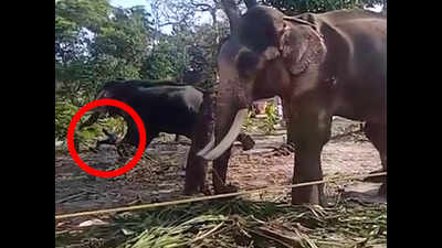 Watch: Kerala man gets too close for comfort, whacked and gored by elephant