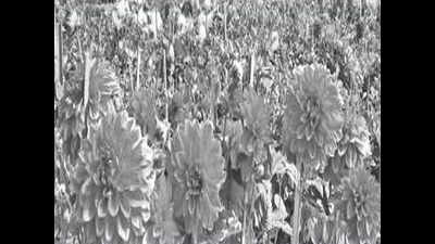 Himachal Pradesh: Dahlia cultivation to get a boost