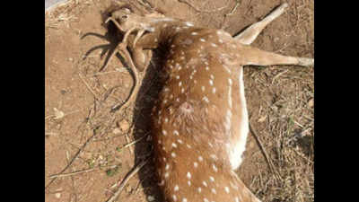 Carcass of spotted deer found with bullet injuries inside University of Hyderabad
