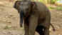 Junglee - The Making