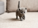 When and how to wean a KITTEN