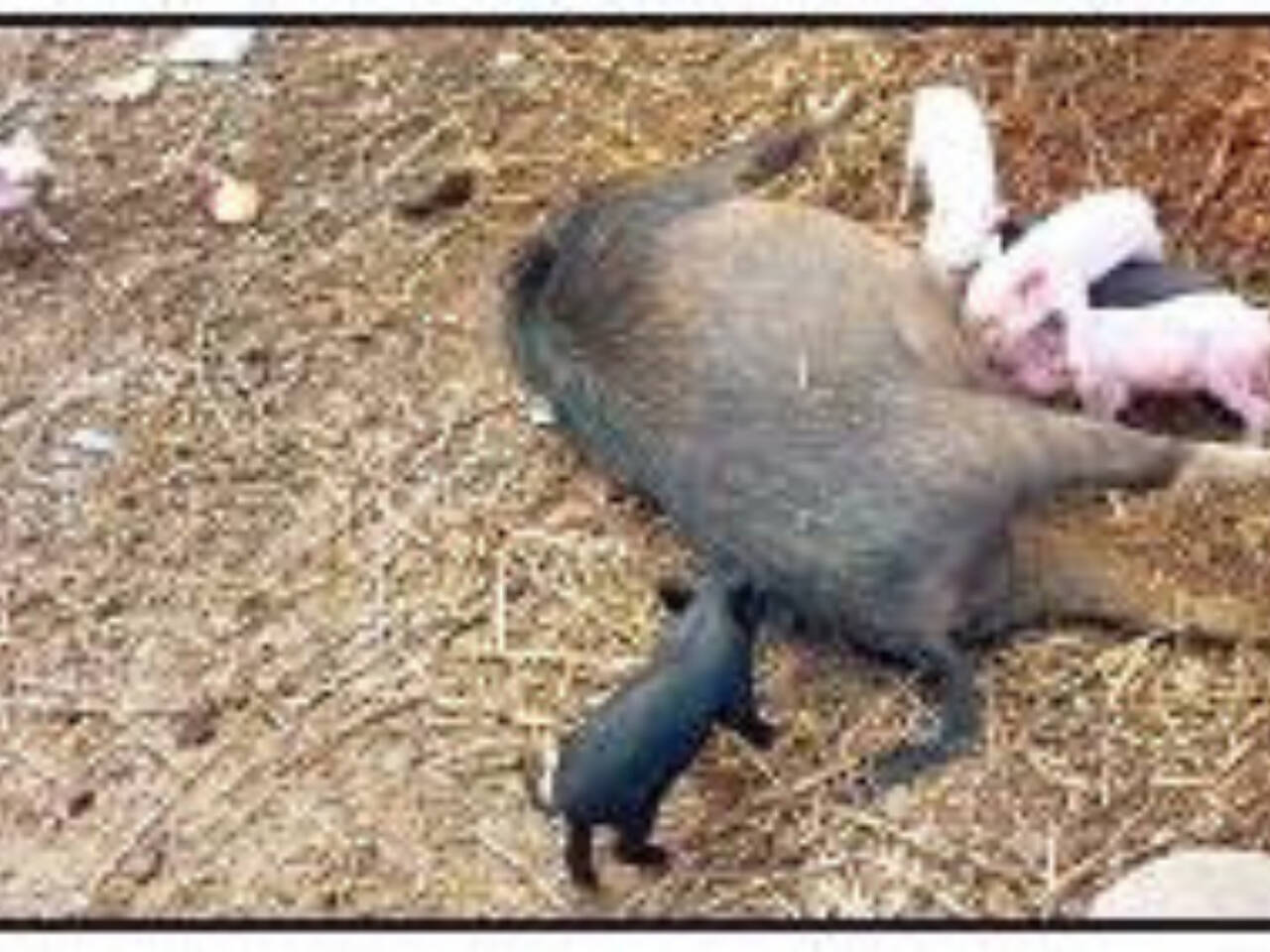 Telangana: 15 animals poisoned in Ghatkesar | Hyderabad News - Times of India Telangana: 15 animals poisoned in Ghatkesar | Hyderabad News - Times of India