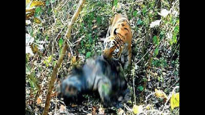 Bhopal: Clicked! Tiger eating tiger in Kanha