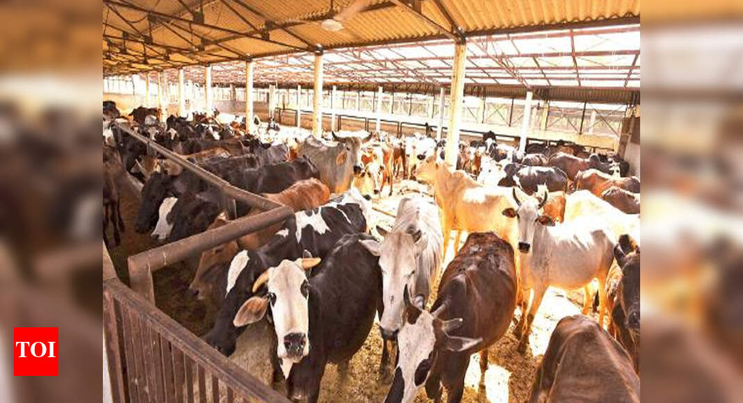 Helping stray animals essay picture