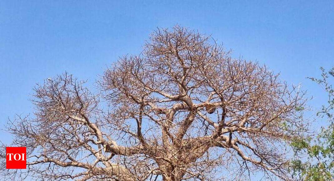 Vadodara’s 950 years of tree legacy Vadodara News Times of India