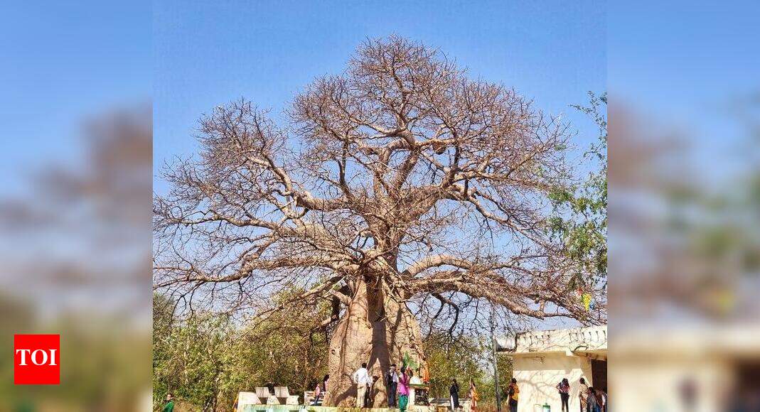 Vadodara’s 950 years of tree legacy Vadodara News Times of India