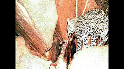 Cameras capture elusive leopard feeding on its kill