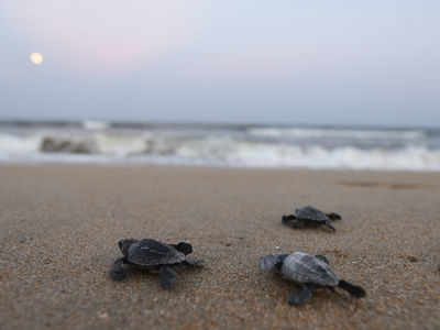 Turtle Nests When They Walk The Talk For Turtles Chennai News