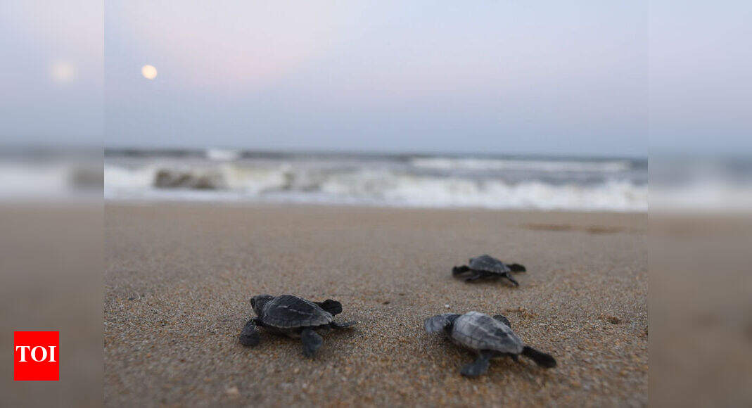 Turtle Nests When they walk the talk, for turtles Chennai News