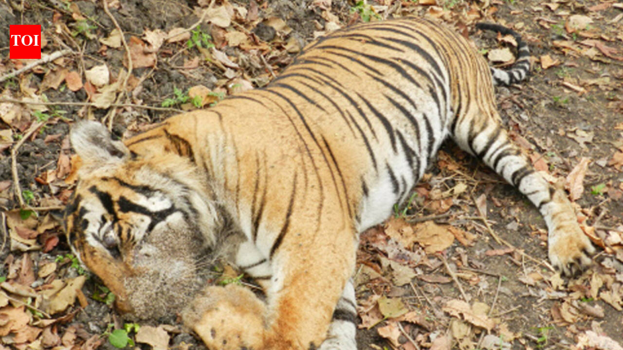Tiger died of starvation, lack of prey base main cause: Gujarat ...