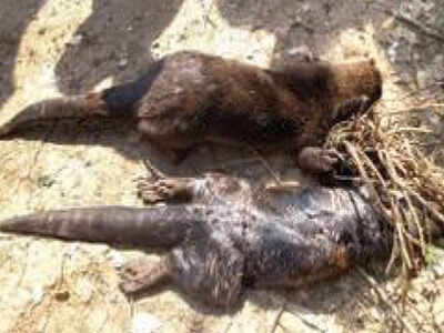 Two smooth-coated otters found dead near Saloi sluice | Goa News