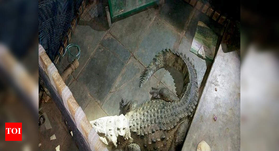 In Gujarat, farmer wakes up to find crocodile under his bed Vadodara