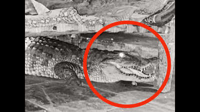 Waking up to a nightmare: Gujarat farmer finds 8-ft long croc under his bed