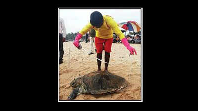 12 turtle carcasses in 3 days raise green alarm