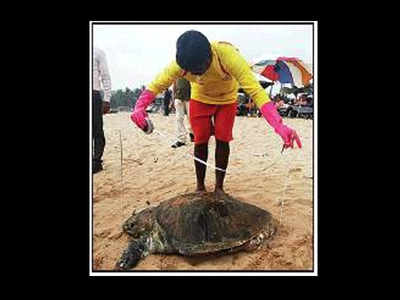 12 turtle carcasses in 3 days raise green alarm