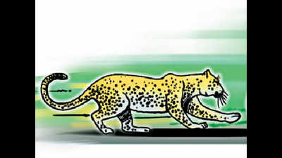 Leopard strikes fear in two tribal hamlets