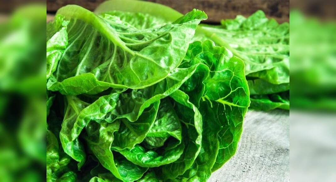 High Blood Pressure Food Romaine lettuce could help lower your blood