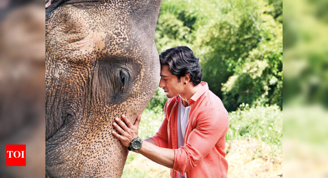 The life-changing dosti of Bhola and Raj in 'Junglee' | Hindi Movie ...