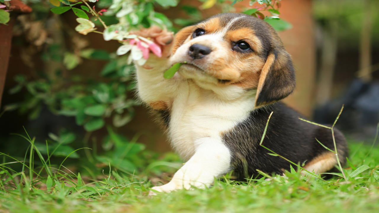 Beagle sales hair fall