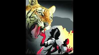 Tiger kills a woman in TATR