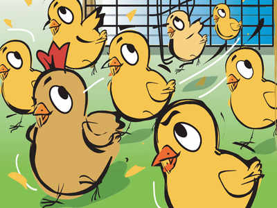 Poultry Deaths In Districts Hit Supply In Kolkata Jack Up Dressed