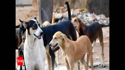 15 people bitten by stray dog in last 10 days