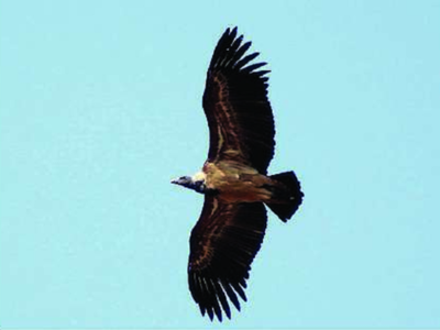 Endangered Indian Vultures Sighted In Gajendragad Hubballi