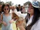 Raipur’s pampered pooches get a trendy summer makeover